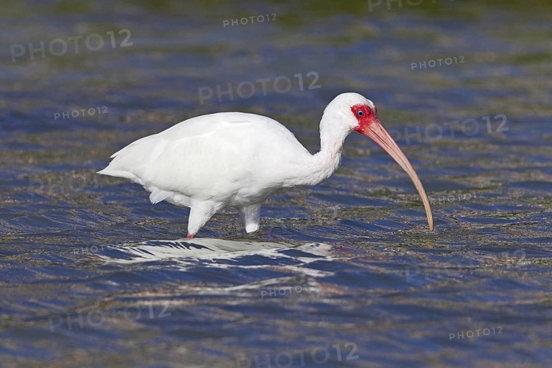 American white american white ibis