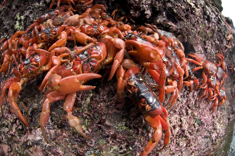 Christmas island red crab