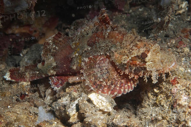 Papuan Scorpionfish