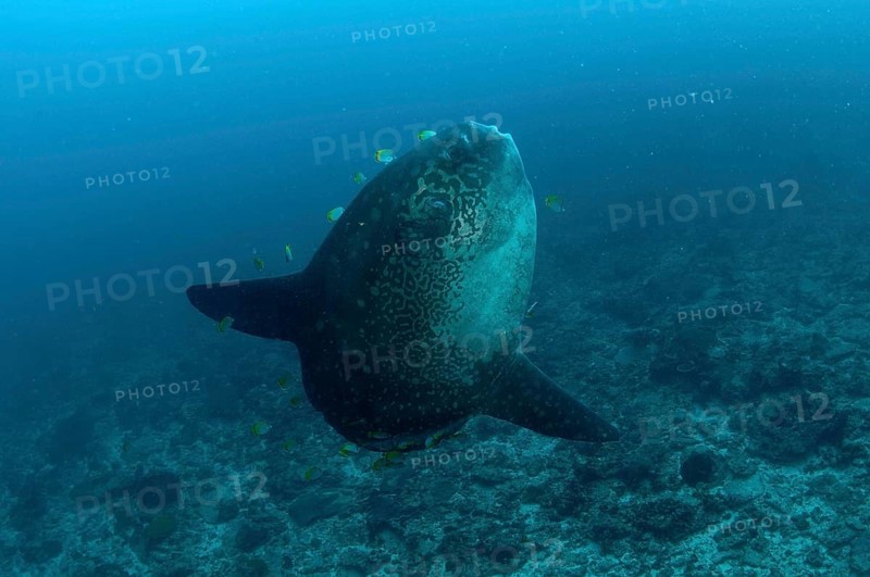 Adult ocean sunfish