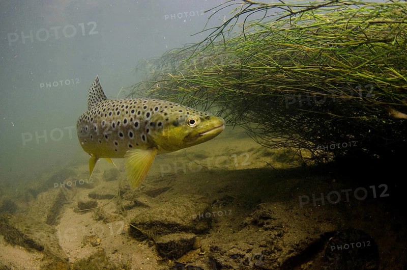 Salmo trutta forma fario