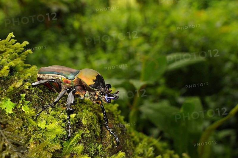 Flower Chafer