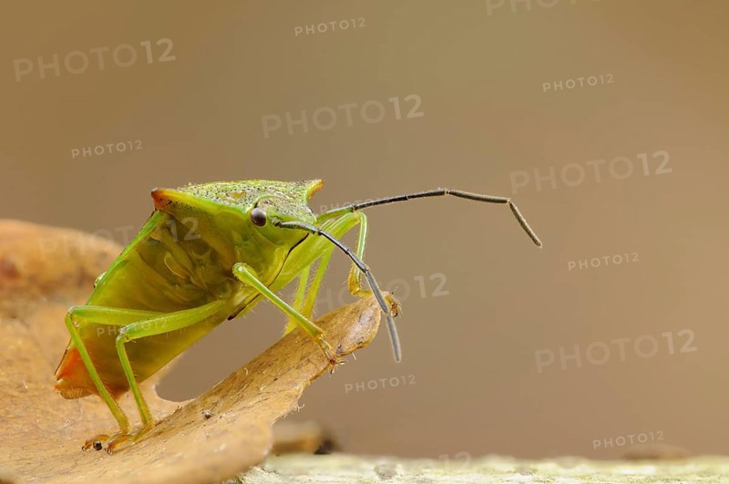 Hawthorn Shieldbug adult