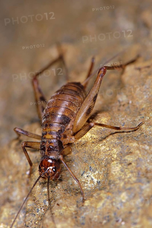 Cave Cricket