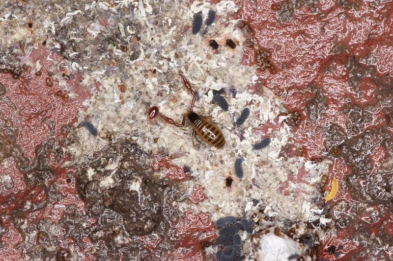 Littoral false scorpion