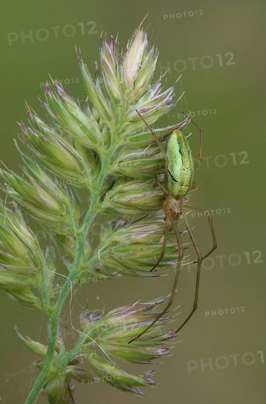 Common Stretch Spider