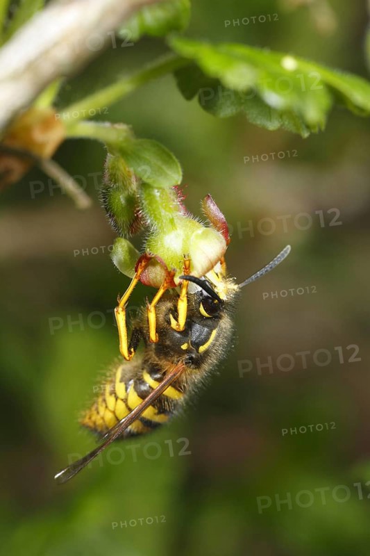 Norwegian wasp