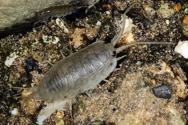 Sea roach