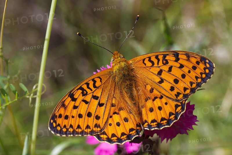 Marbled marbled fritillary