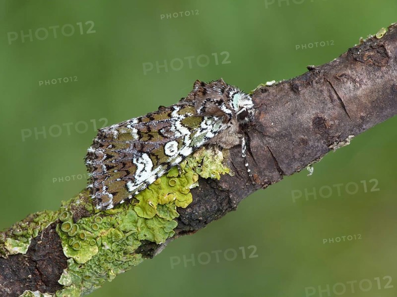 Cameo Moth