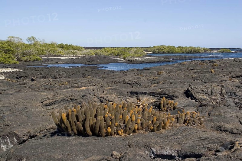 Lava Cactus