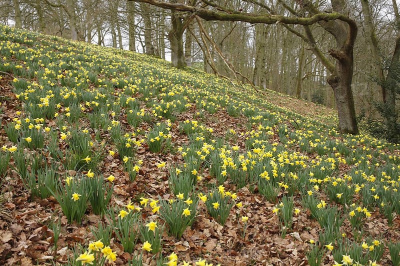 Yellow daffodil