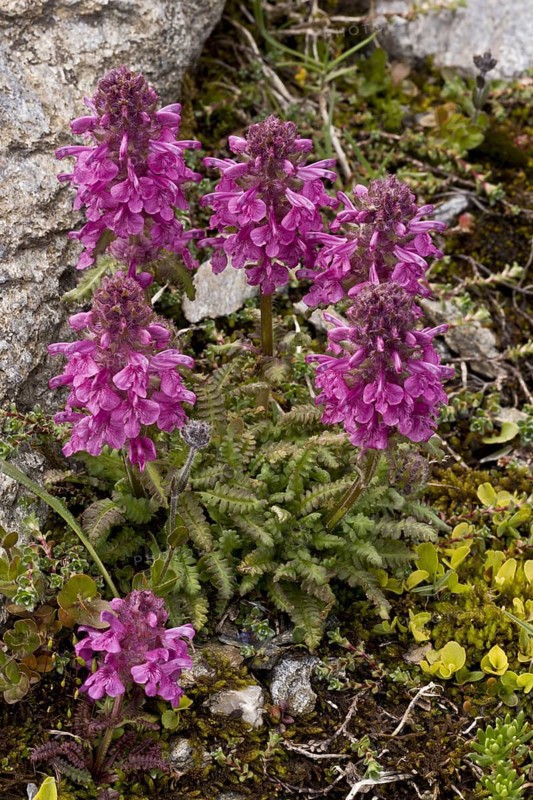 Pediculariopsis verticillata