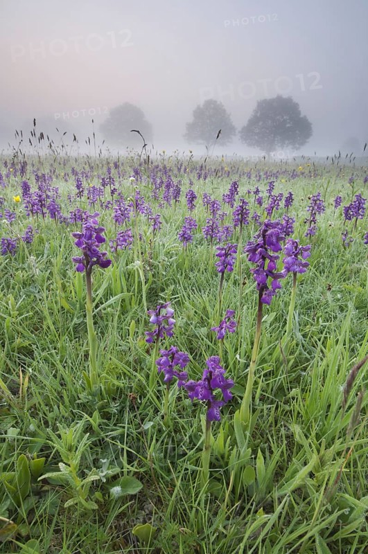 Green-winged Orchid
