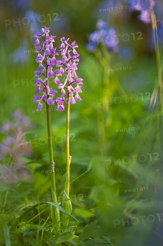 Early Purple Orchid