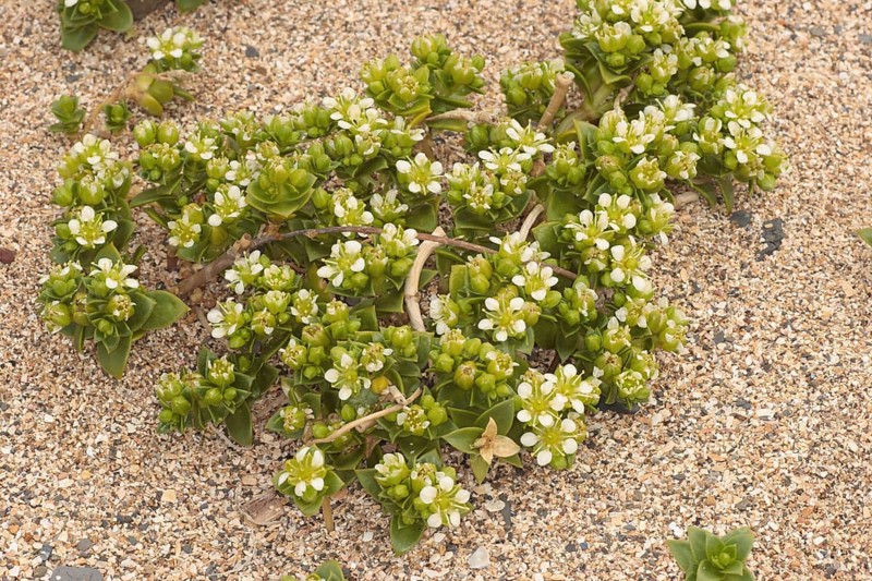 Sea Sandwort