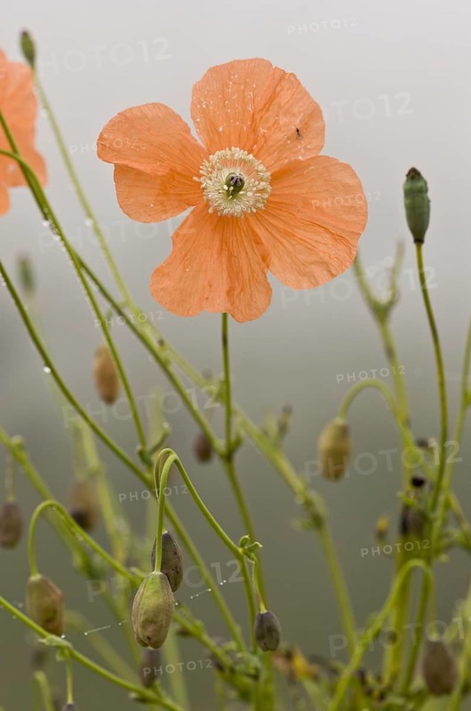 Flowering Orange Poppy