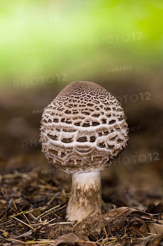 Shaggy Parasol