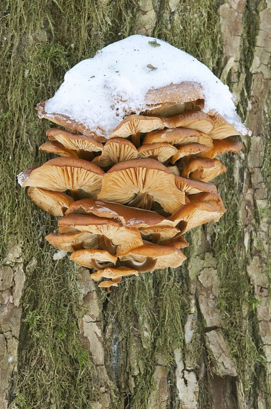 Flammulina