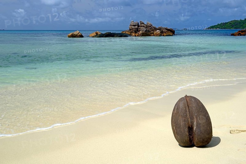 Coco de maldive coconut