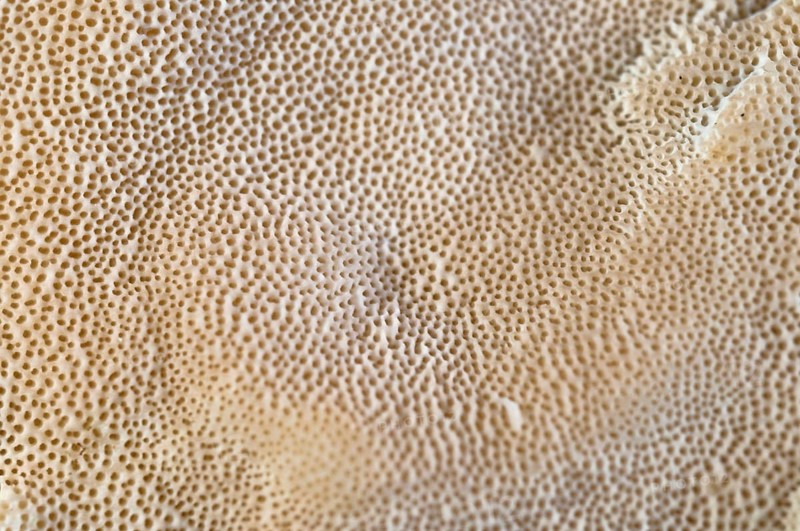 Ochre tramete
