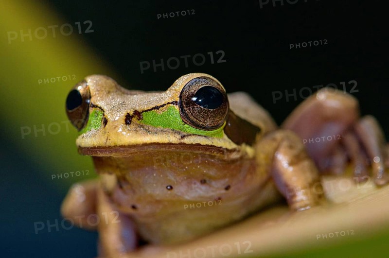 Costa Rica Tree Frog