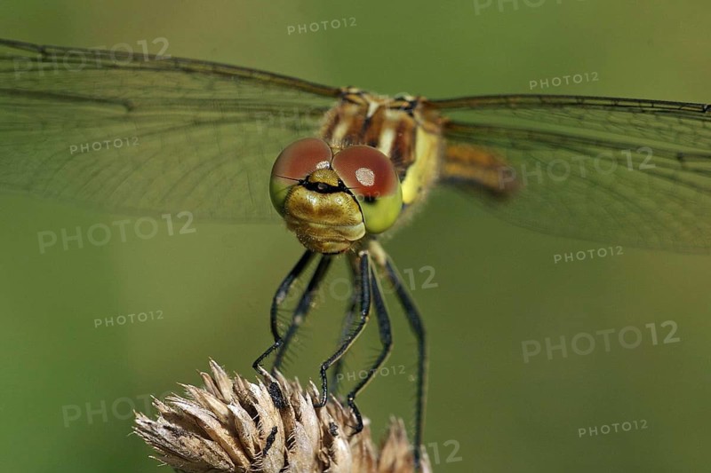 Common Darter