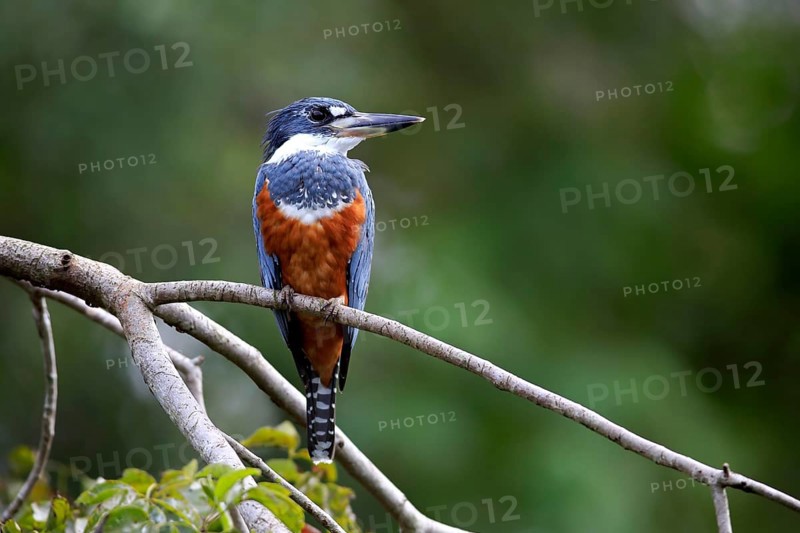 Red-breasted Kingfisher