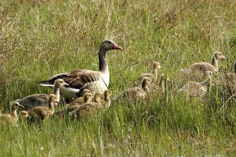 Greylag goose