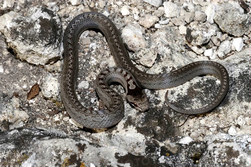 Smooth snake
