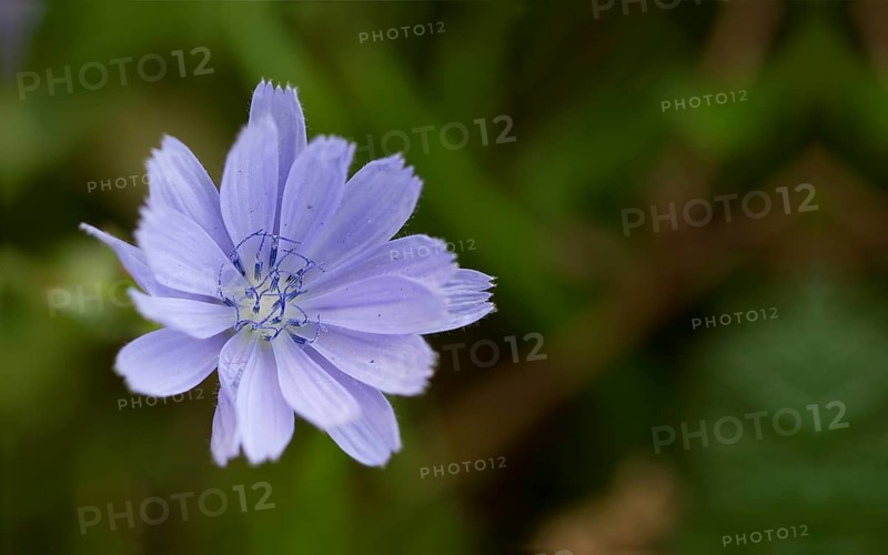 Chicory