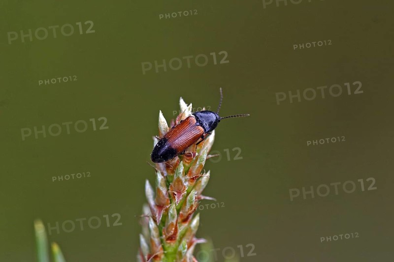 Girdled click beetle