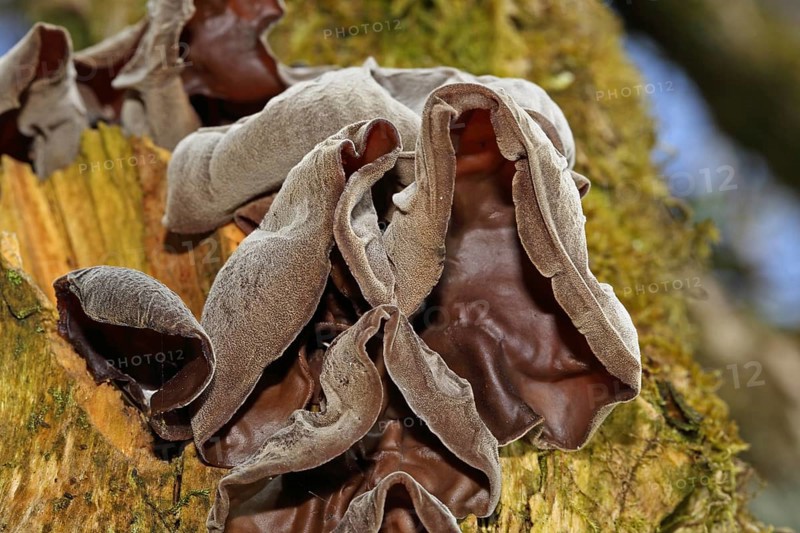 Jew's ear