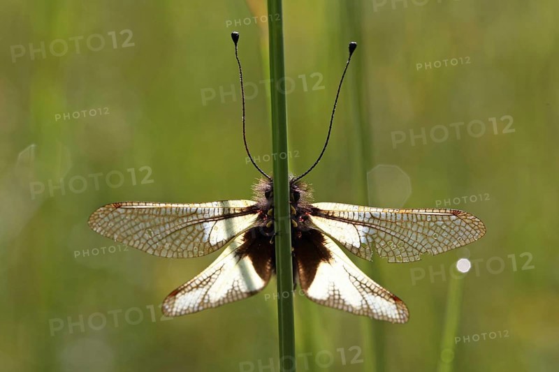 Dragonfly Butterflyhaft