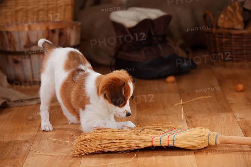 Kooikerhondje