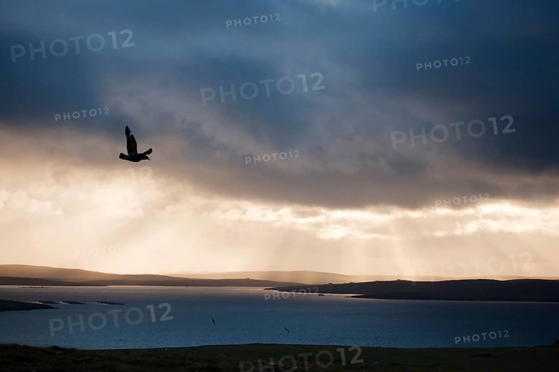 Great Skua