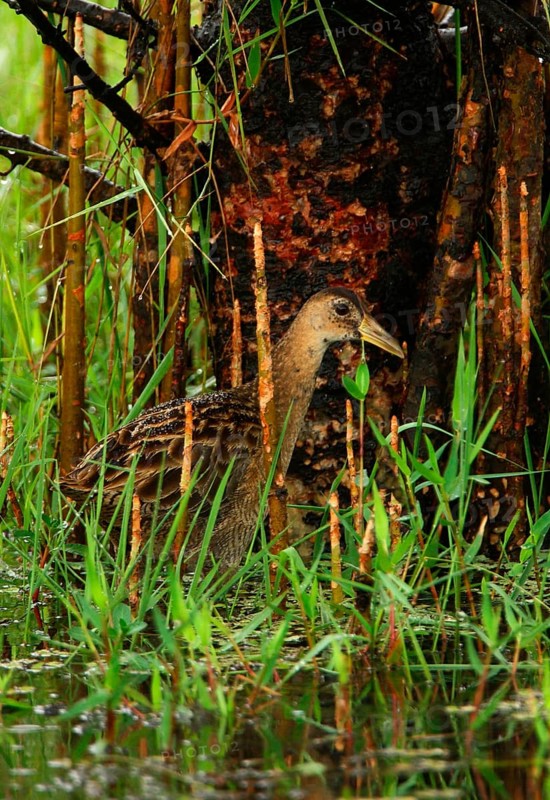 Watercock