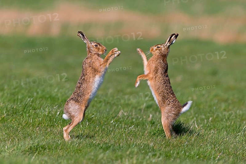 European Hare