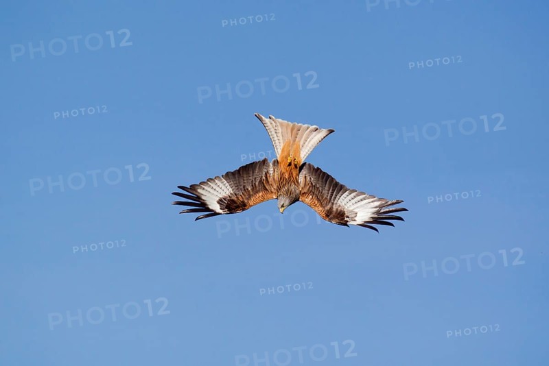 Red Kite