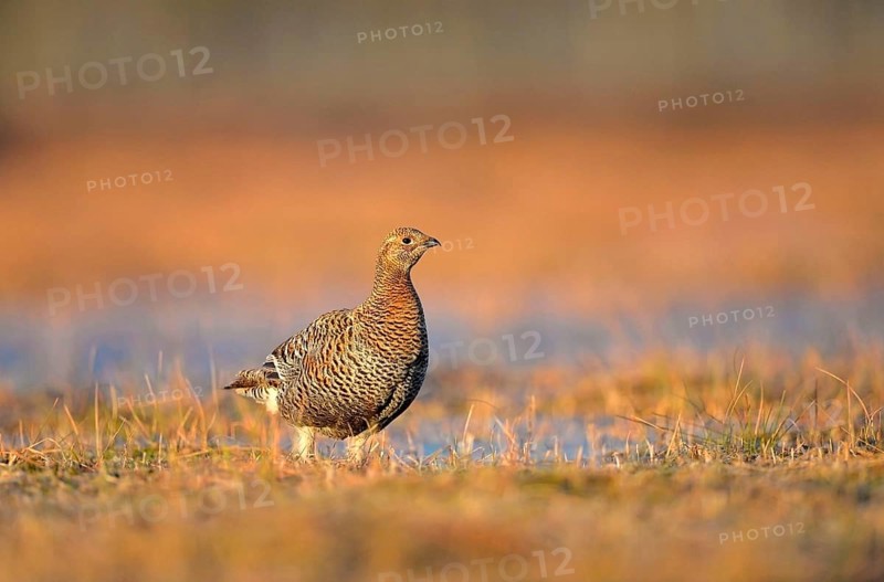 Black grouse