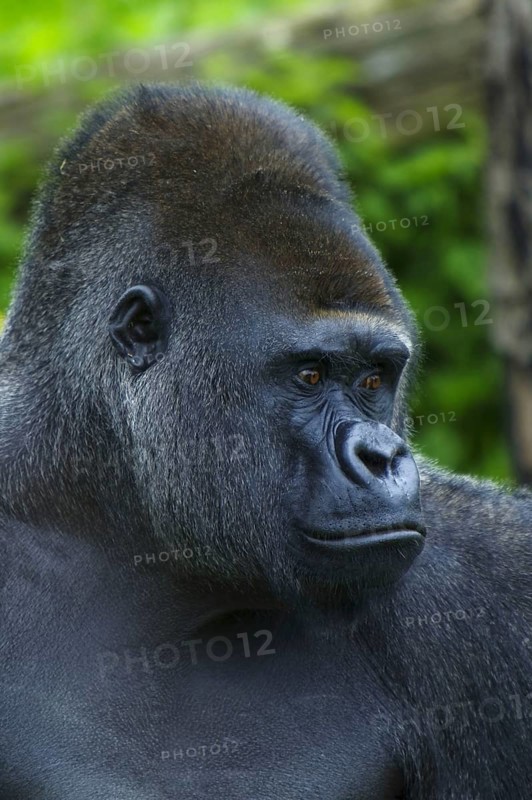 Western lowland gorilla