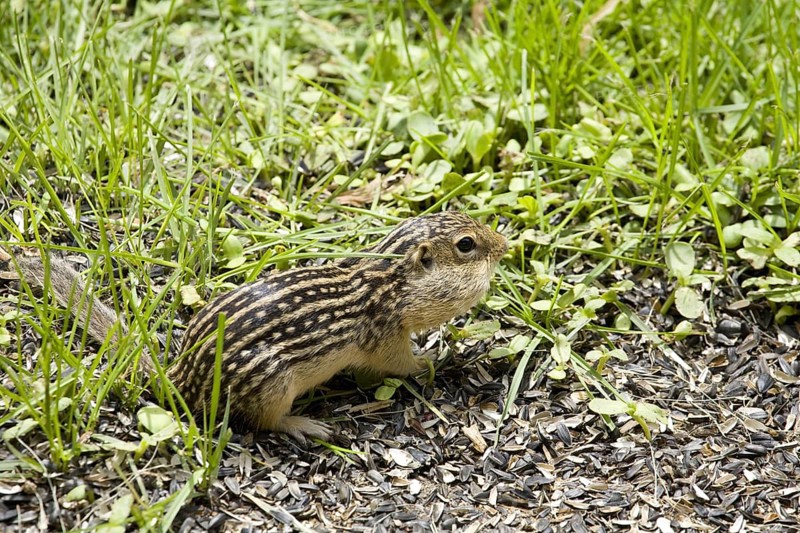Adult thirteen-toed thirteen-lined ground squirrel