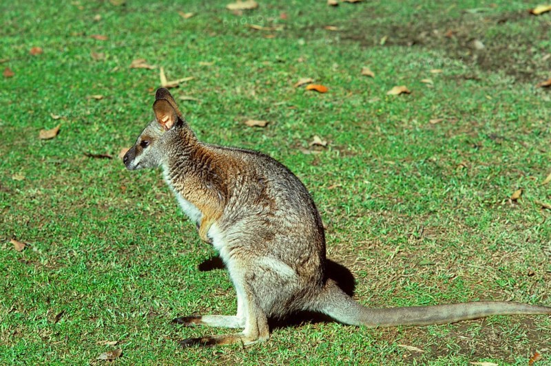 Black-striped wallaby