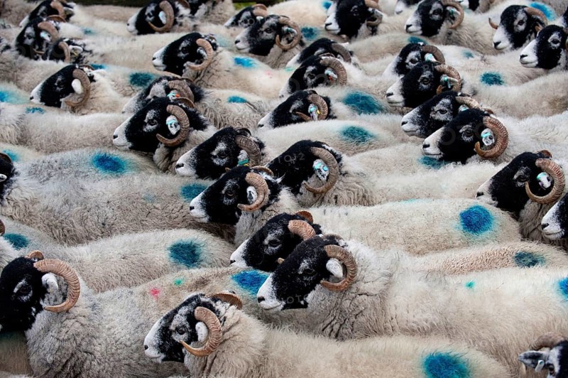 Domestic Sheep