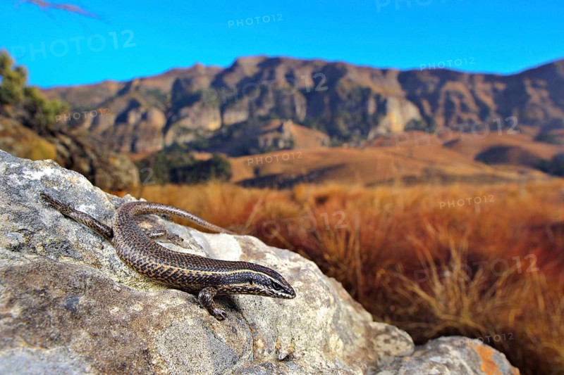 Striped skink