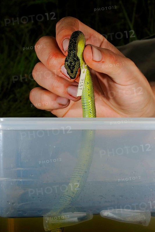 Researcher storing alcohol preserved Nitsche's Bush Viper