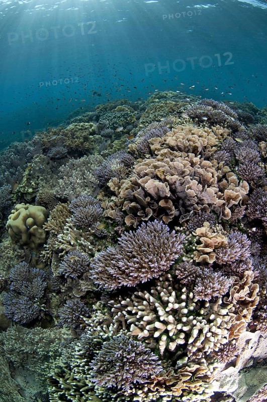 Coral reef habitat with various fish species