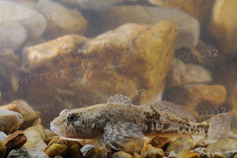 Bullhead