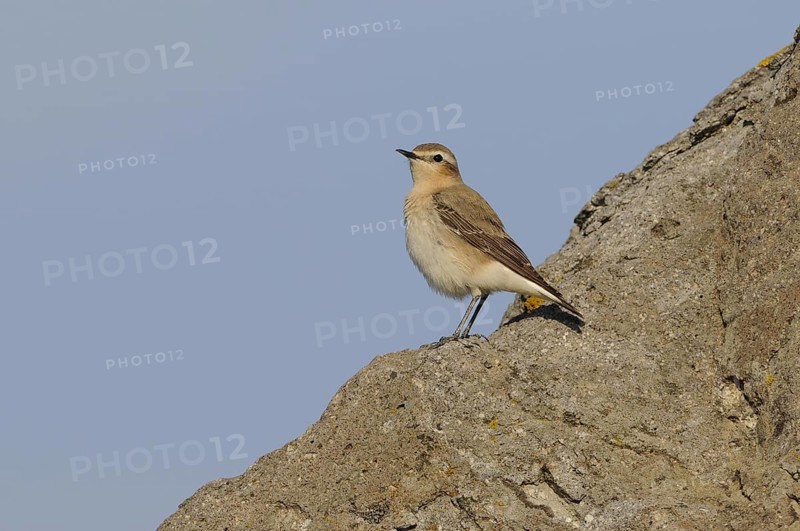 Northern Wheatear