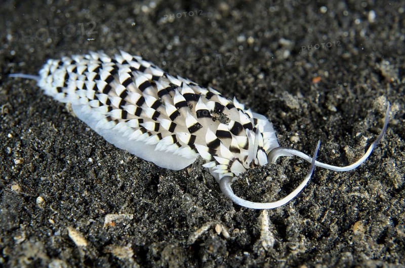 Other animals